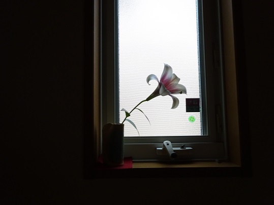 20170608小窓にユリの花