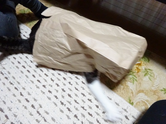 20180317猫と紙袋5