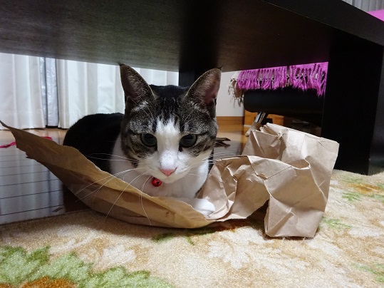 20180317猫と紙袋7
