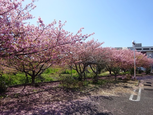 20190310近所の桜